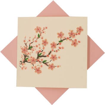Cherry Blossom